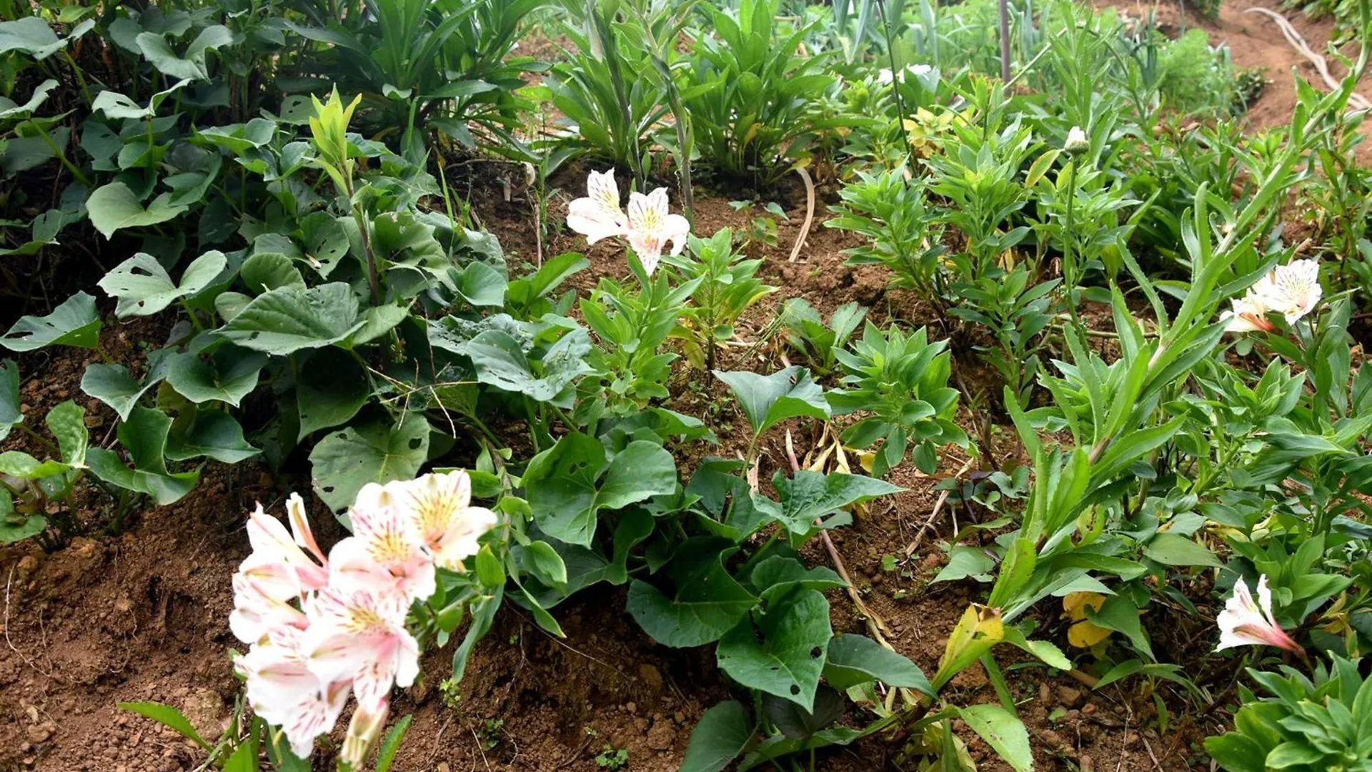 Guest house Nuwaraeliya Konical Villa Nuwara Eliya Sri Lanka