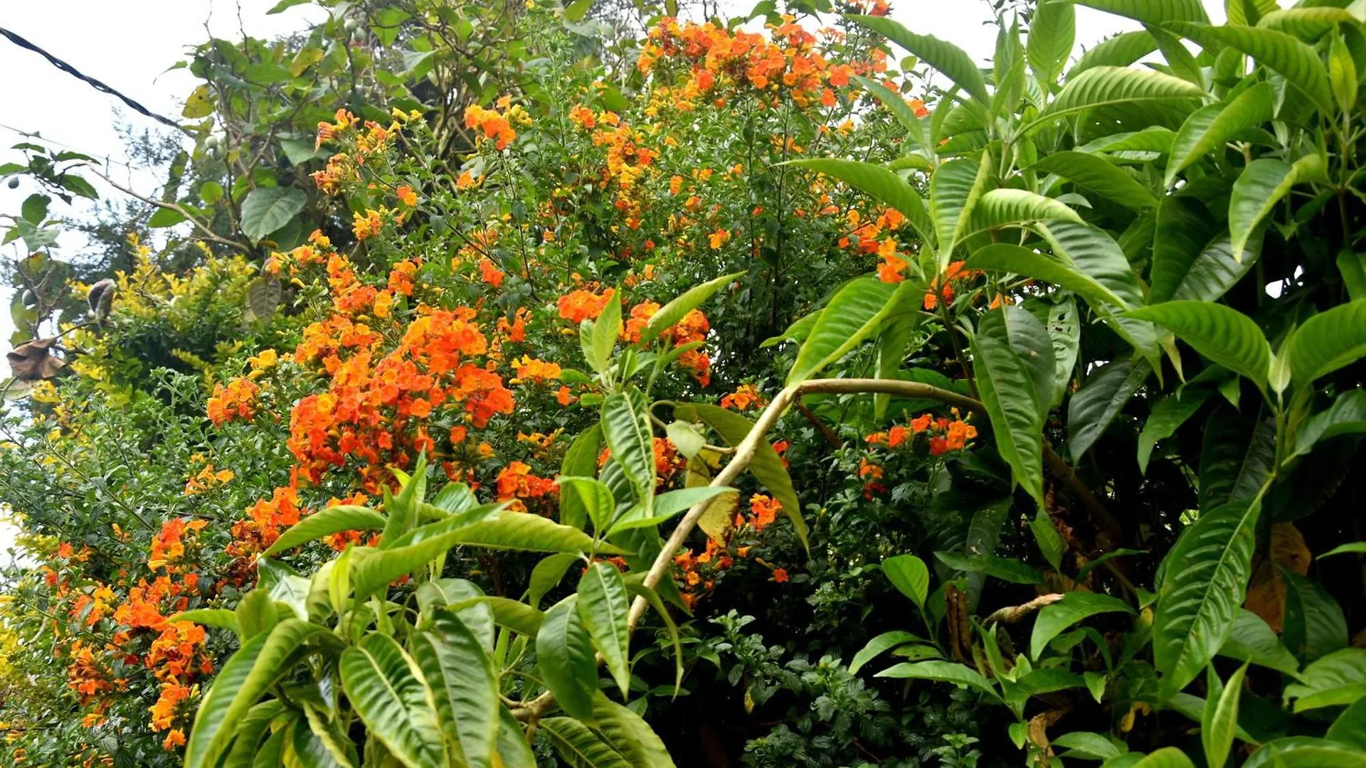 Nuwaraeliya Konical Villa Nuwara Eliya Guest house